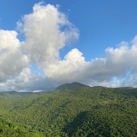 Tranquillite Vert بوانت-نوار المظهر الخارجي الصورة